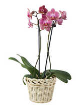 Load image into Gallery viewer, Braided Orchid Basket